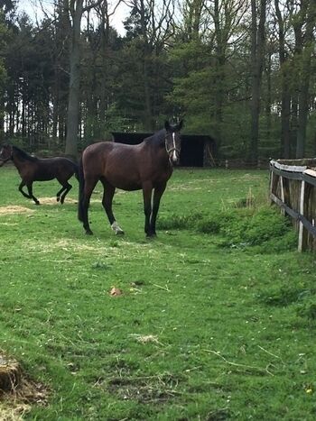 Unsere Pferde auf der Weide