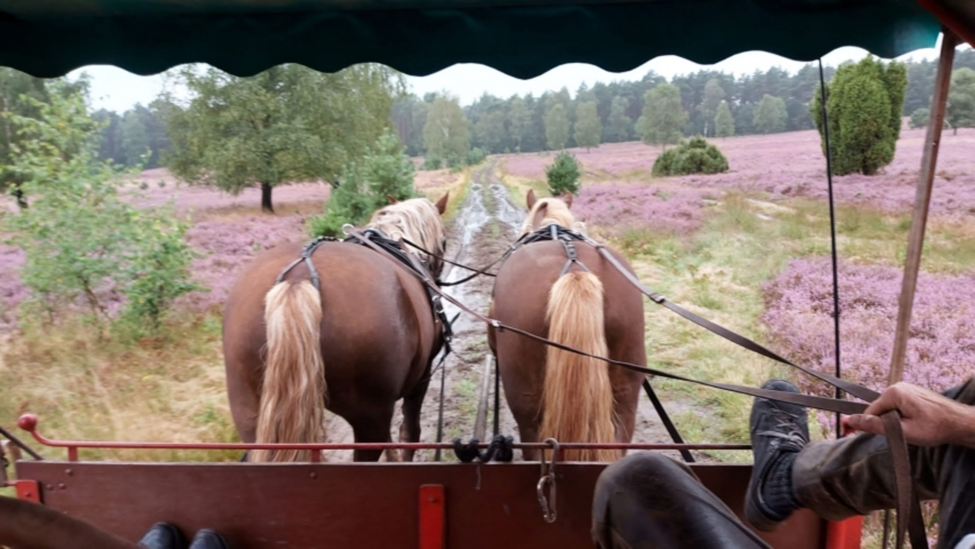 Eine Kutschfahrt durch die Heide