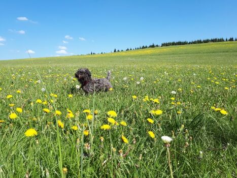 Herrlich: auf er Wiese toben und in der Sonne dösen 