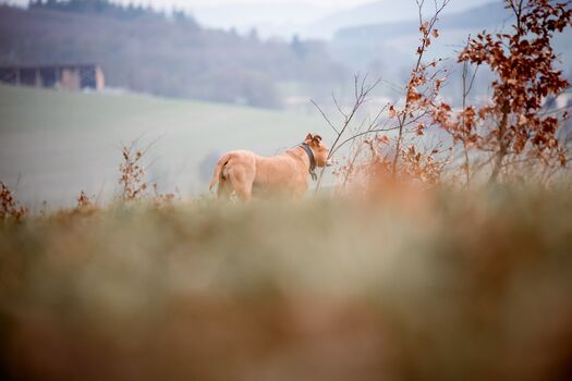 Wandern und Gassi gehen ab Haustür