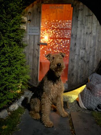 Outdoor-Wellnessbereich - sicher eingezäunt - Hunde dürfen mit