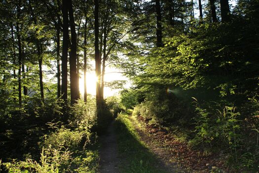 Die Hausrunde in Abendstimmung