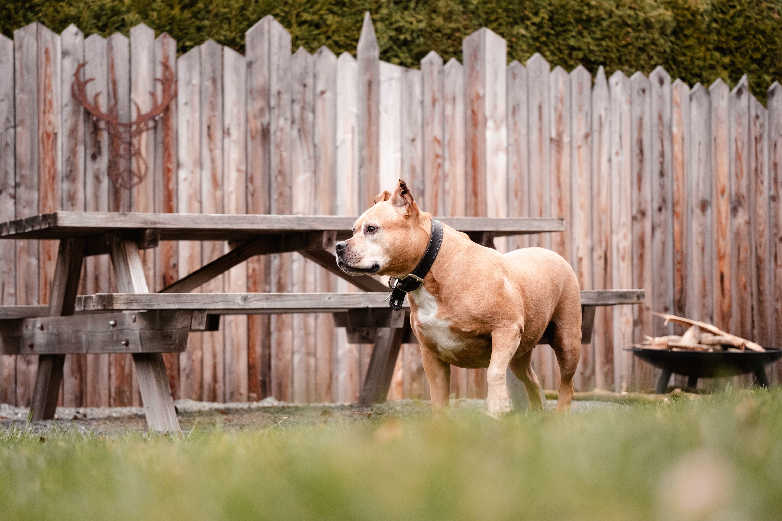 Der Garten ist sicher eingezäunt - ca. 1 m hoch
