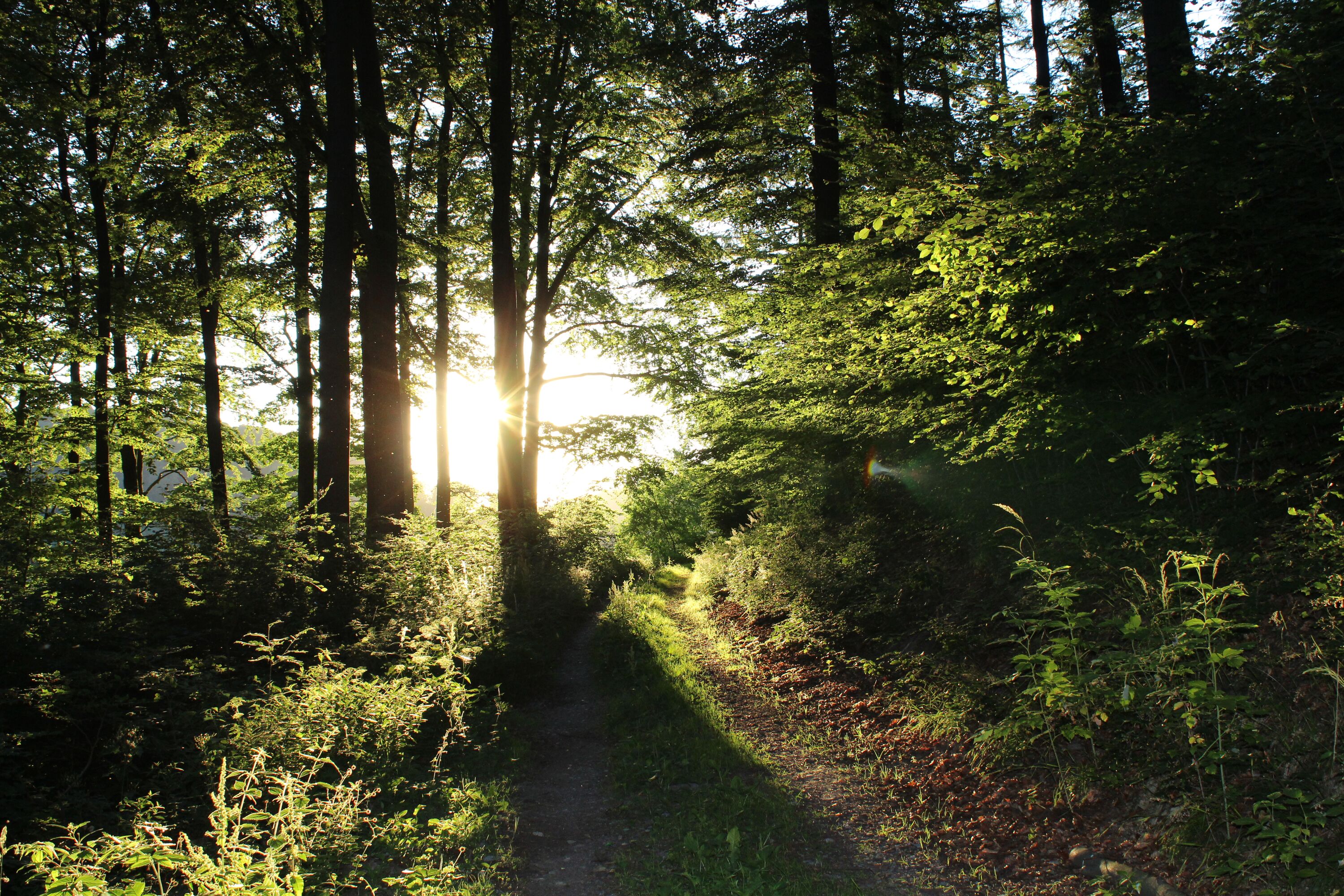 Die Hausrunde in Abendstimmung
