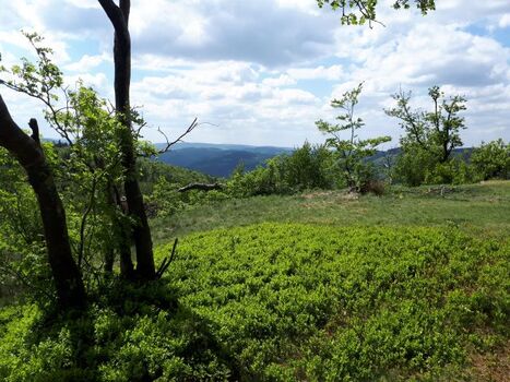 Gipfelstürmer - eine schöne Wanderung ab Haustür 