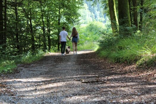 Auf dem Weg zum Silbersee mitten im Wald 