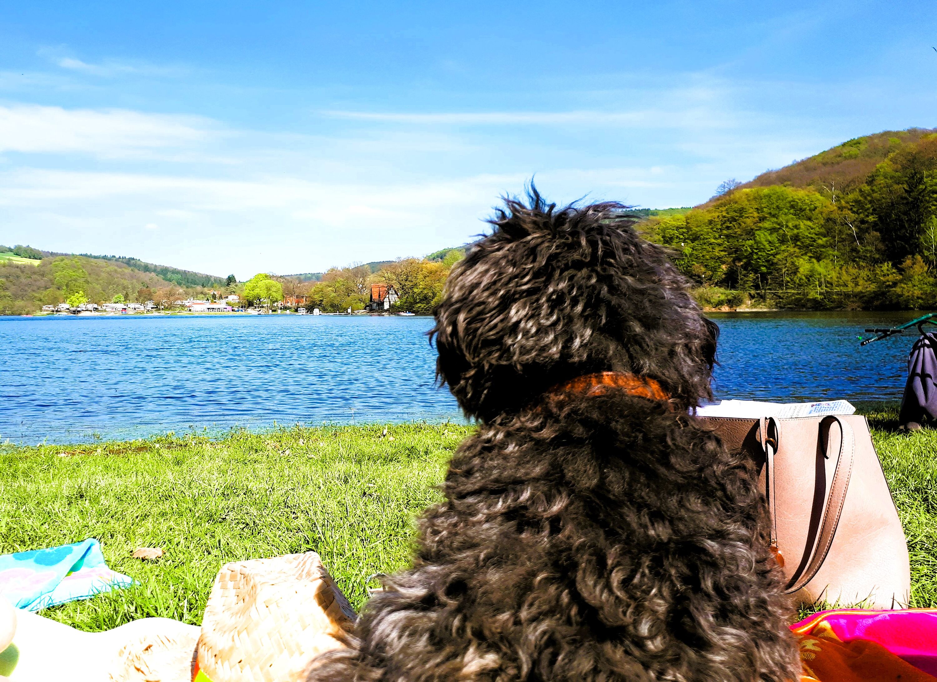 Der bewirtete Hundestrand am Diemelsee
