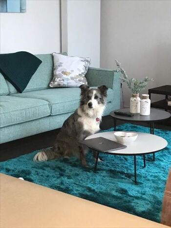 Hunde wohnen bei uns kostenlos - Maja fühlt sich im Wohnzimmer sehr wohl