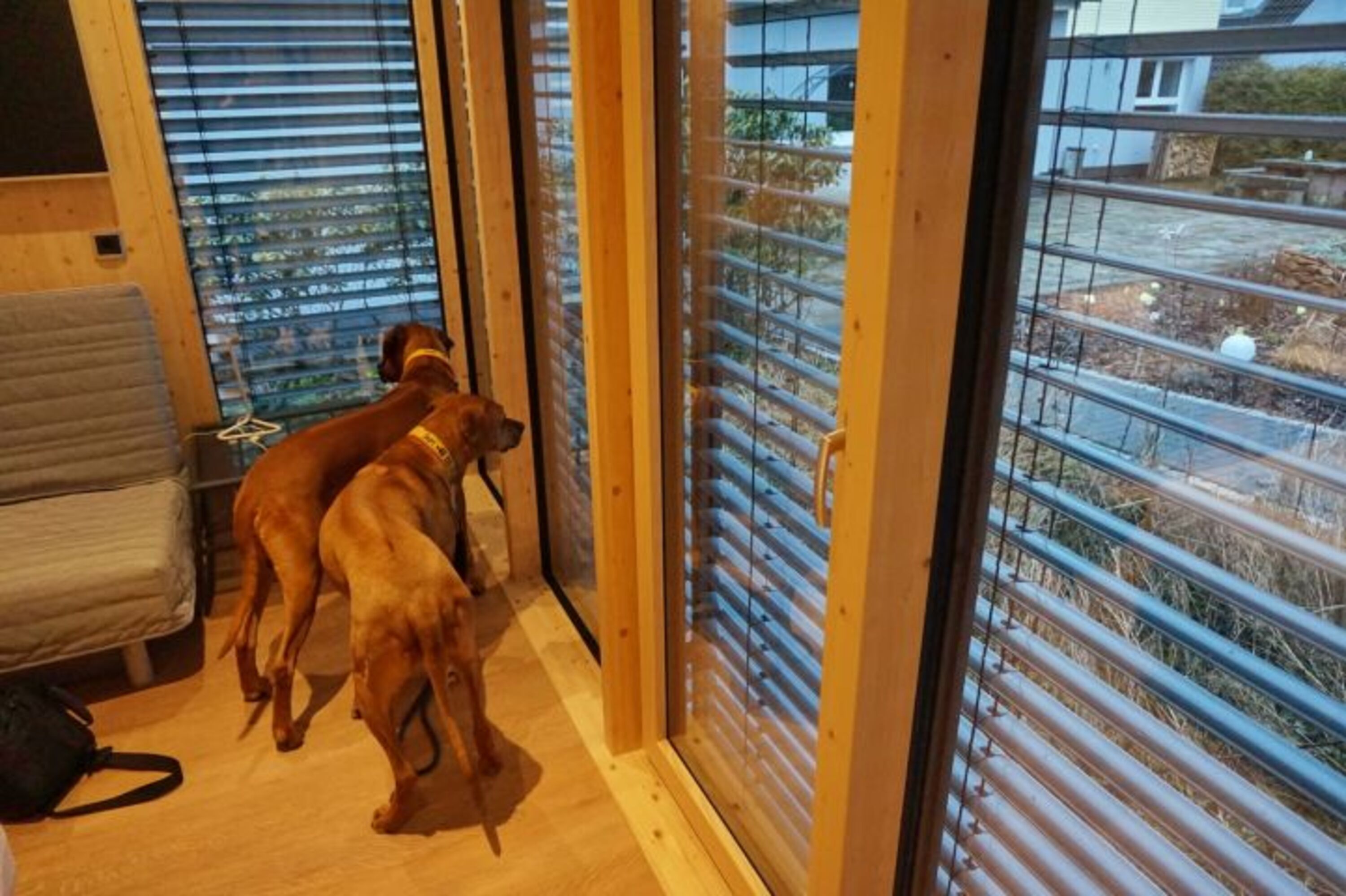 Hunde lieben den Ausblick
