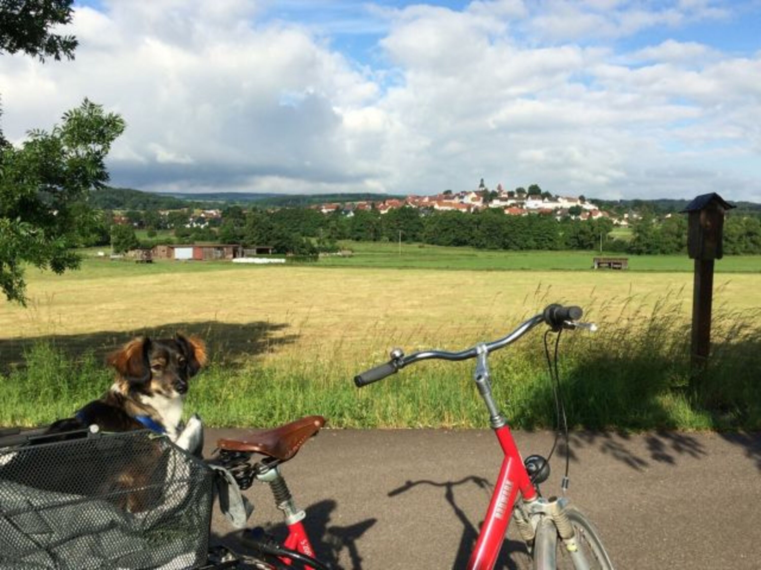 Ausflug mit Hund