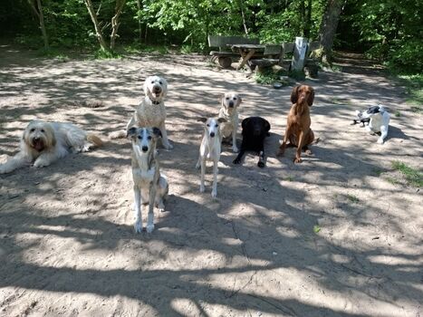 Meine 8 Pflegehunde im 18 Hektar großen Auslaufgelände.