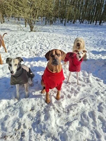 Im eingezäunten Auslaufgelände.