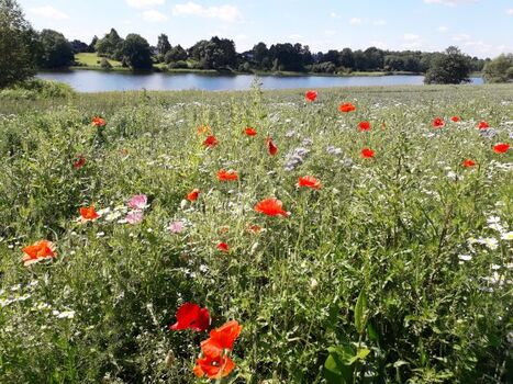 Der kleine Pönitzer See zeigt sich von seiner schönsten Seite.