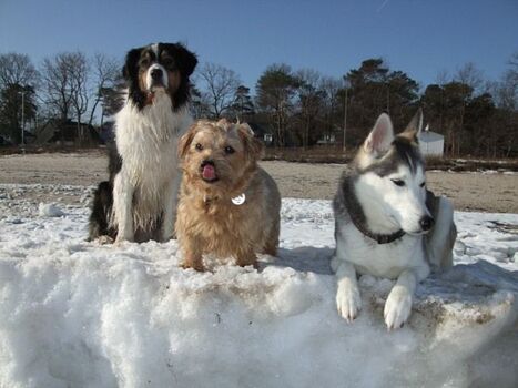 Auch im Winter ist die Ostsee sehr attraktiv, gerade für Hundebesitzer.