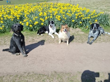 Spaziergang Steilküste  Sierksdorf  mit Lucy,Shorty,Oscar und Bunia.