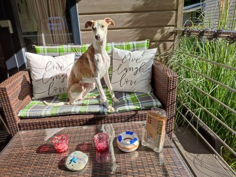 Merlin und sein Lieblingsplatz.