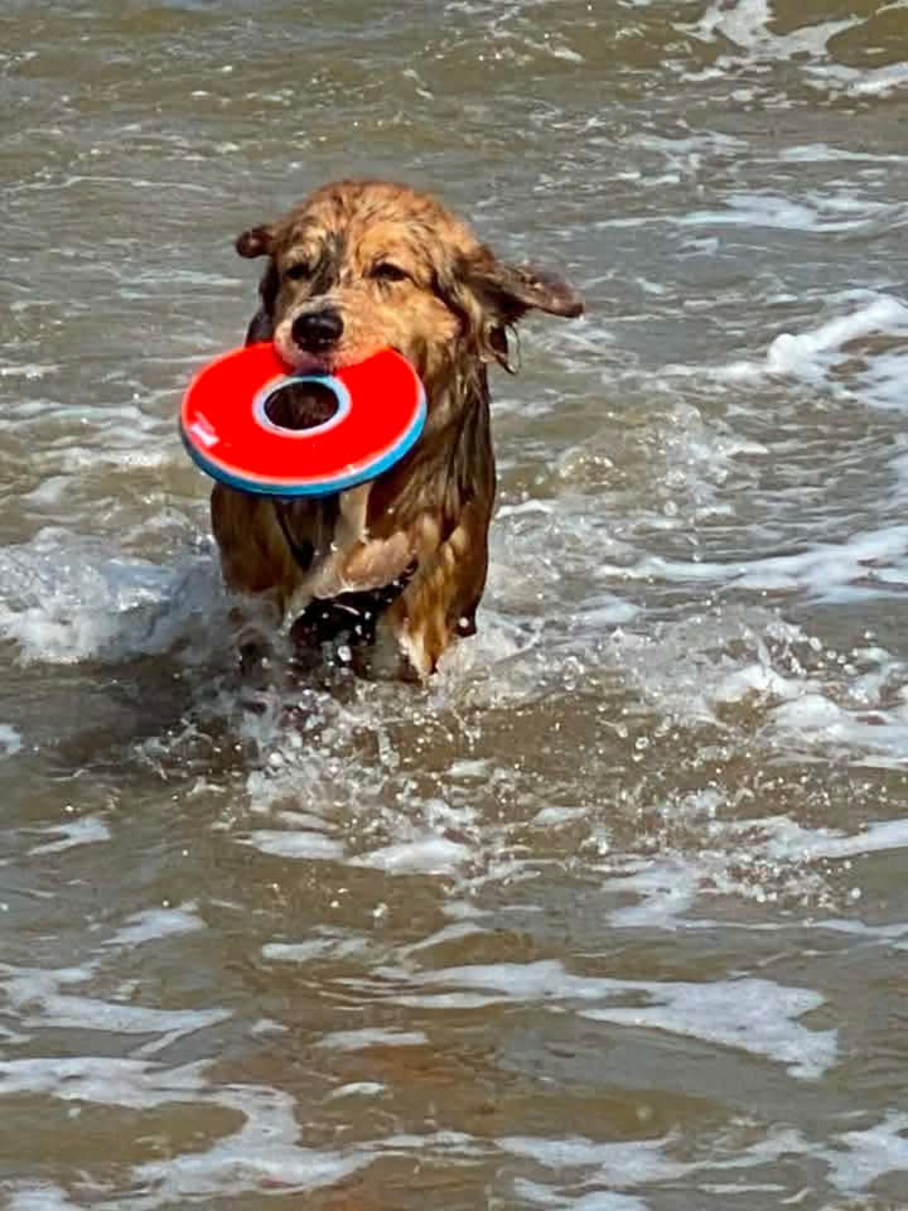 Seehund