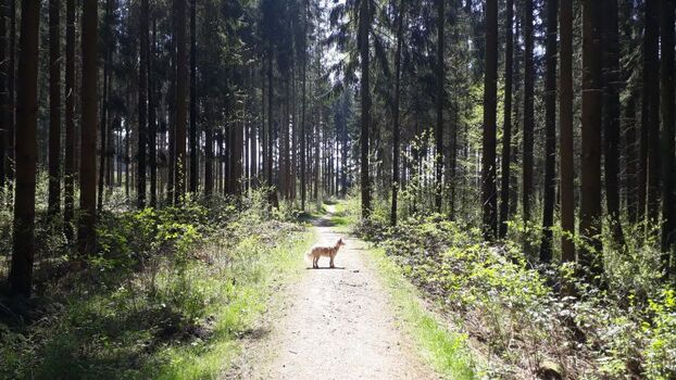 entlang von Wiesen, Bächen und durch den Wald.
