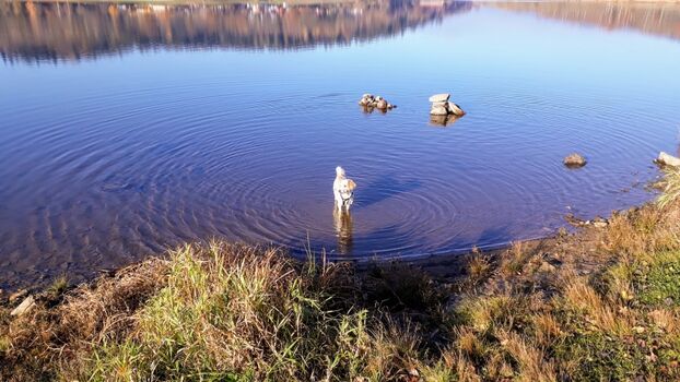 in dem auch Hunde baden dürfen...