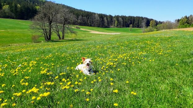 Spaziergang hinter der Treffenkapelle