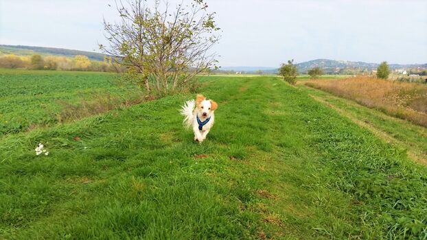 auch mit Freilauf für Ihren Hund...