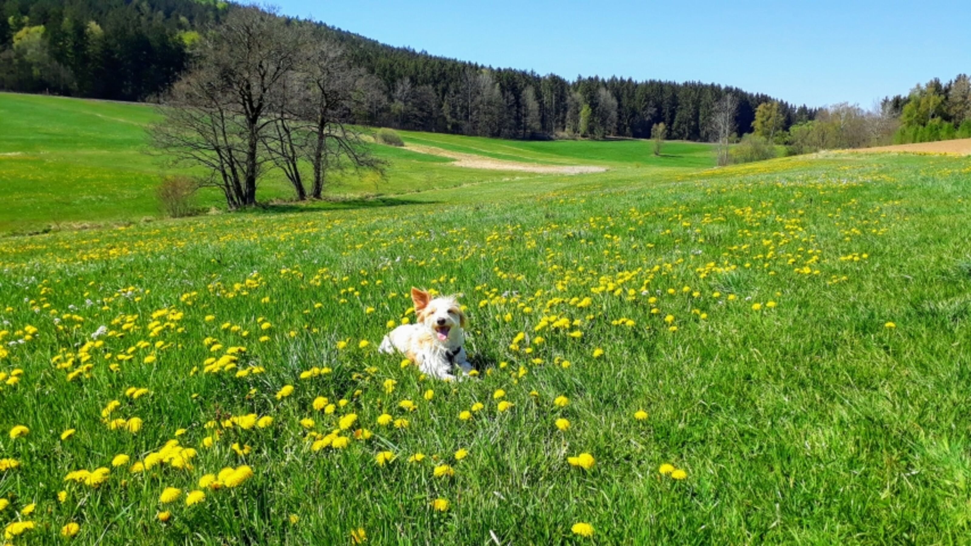 Spaziergang hinter der Treffenkapelle