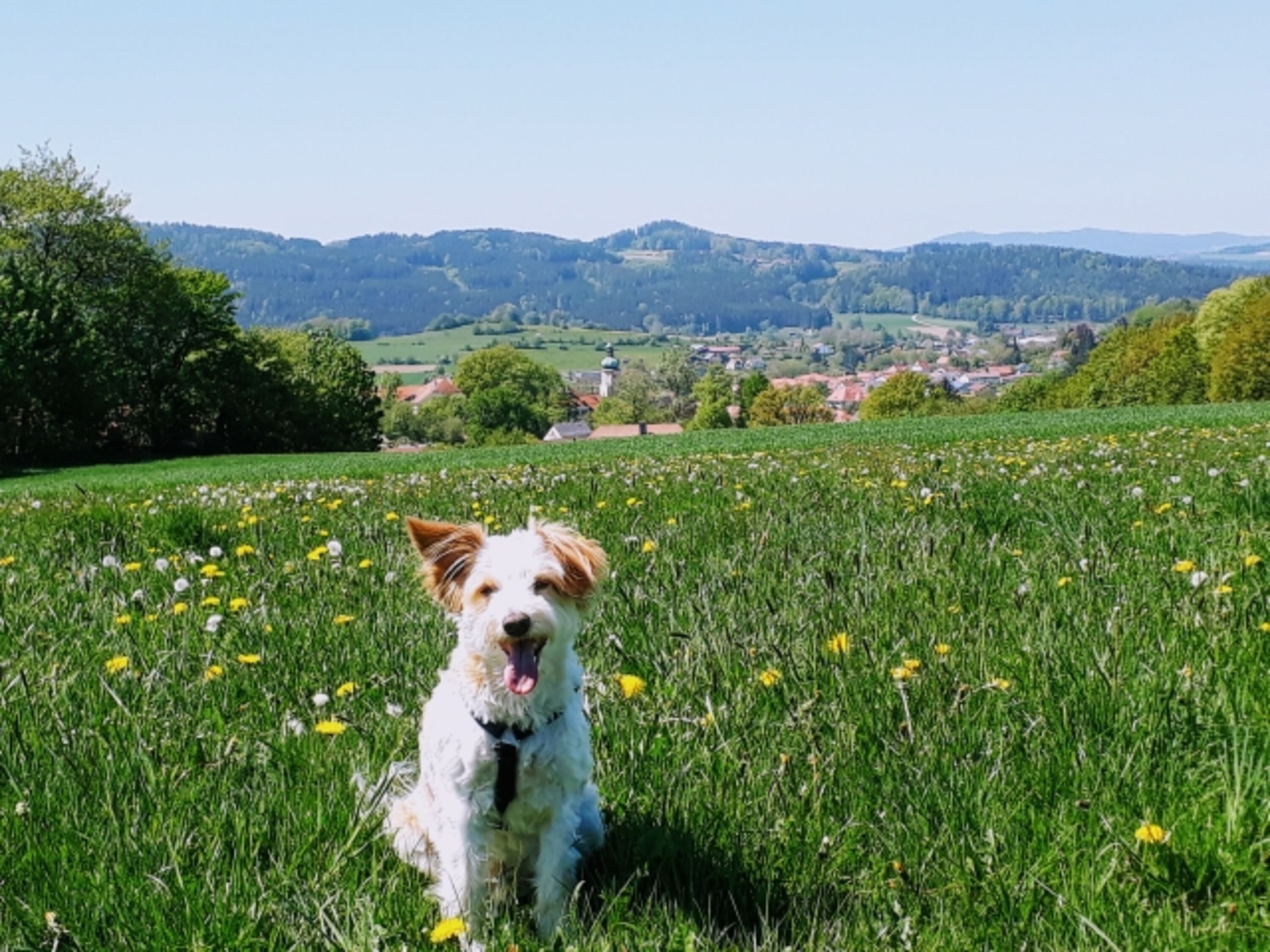 Waldmünchen von oben