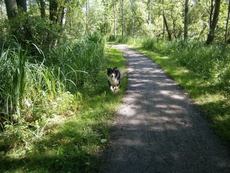  Hemmelsdorfer See - super Hundeauslauf