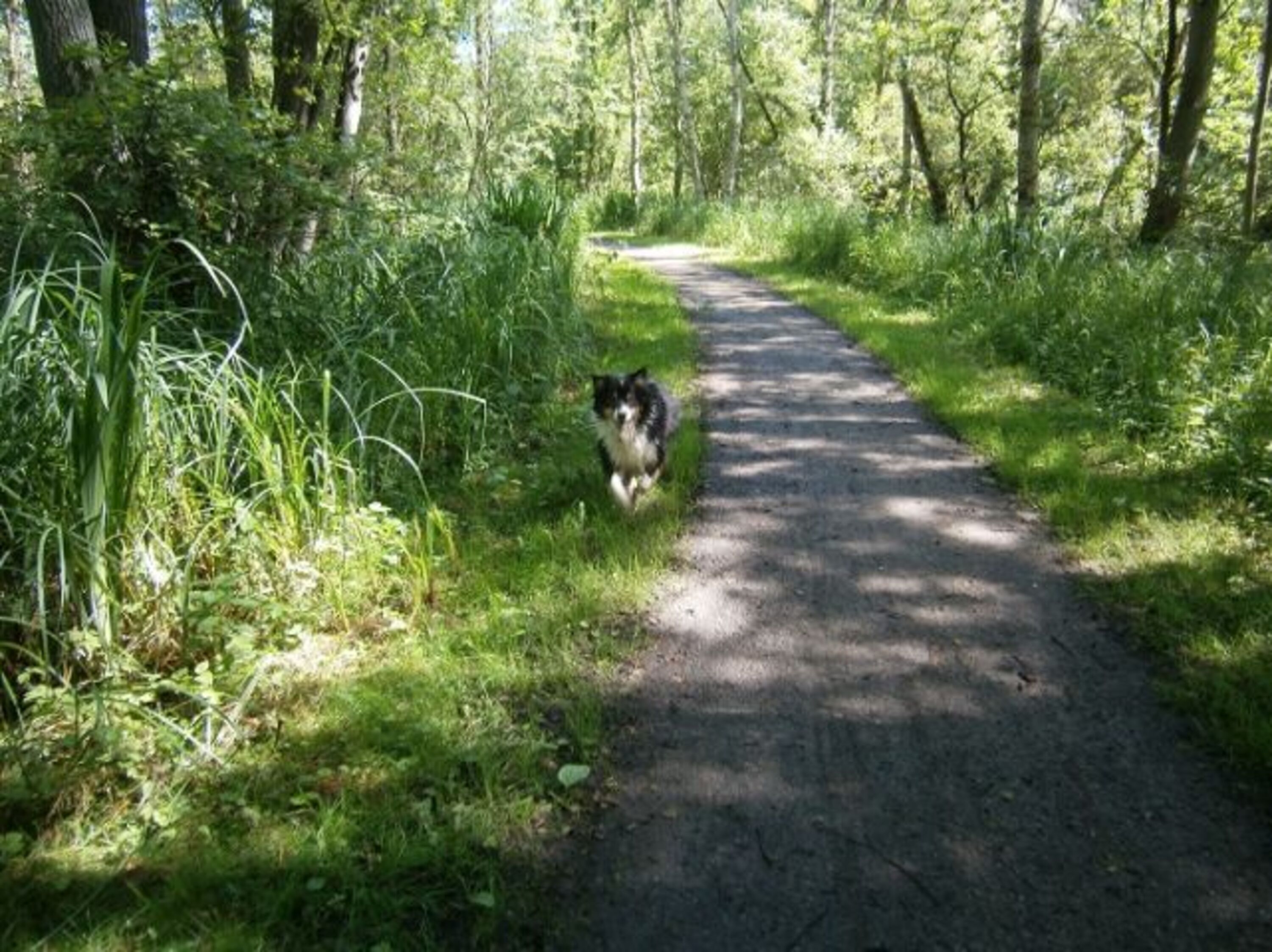  Hemmelsdorfer See - super Hundeauslauf