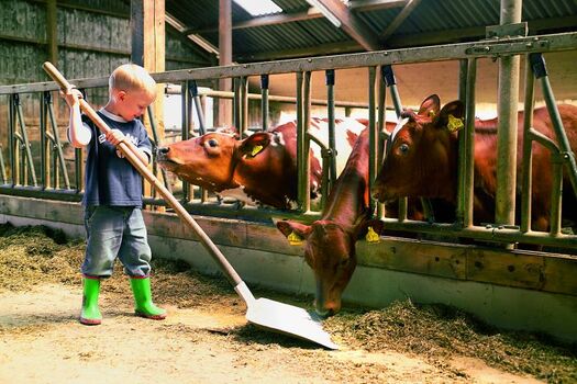 Die Kinder dürfen die Kühe füttern