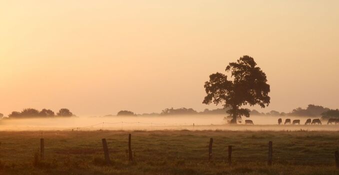 Kühe auf der Weide im Nebel
