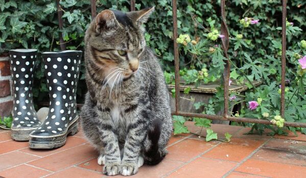 Natürlich gibt es auch Katzen