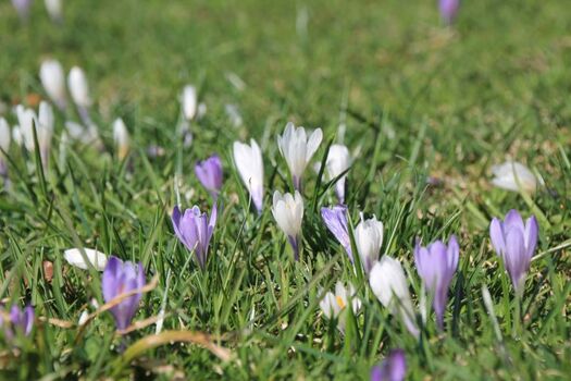 Krokusblüte im Frühjahr