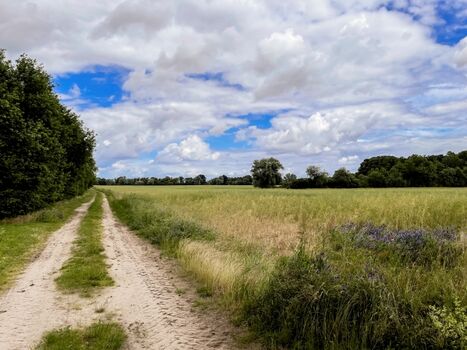 Lerchenhof Reestow- Spazierweg ins Feld direkt vom Hof aus