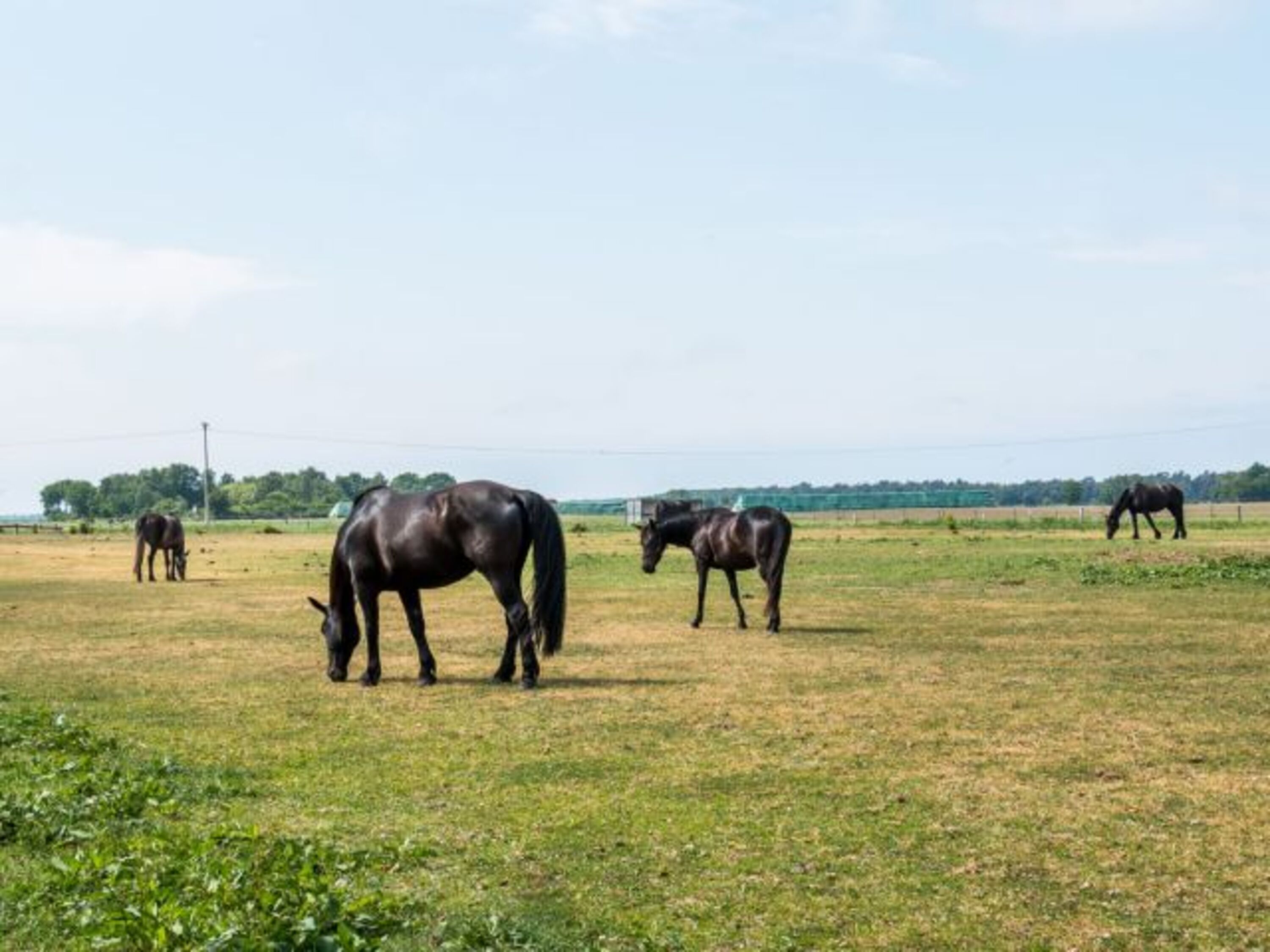 Pferdeweide