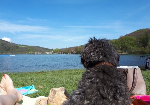 Frieda am tollen bewirteten  Hundestrand am Diemelsee - eine knappe halbe Fahrstunde entfernt