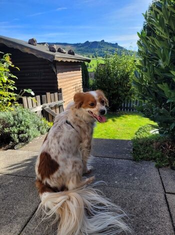 Stammgast Timon genießt die Aussicht vom eingezäunten Garten aus