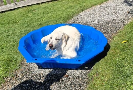 Stammgast Tilda beim Nachmittags-Bad