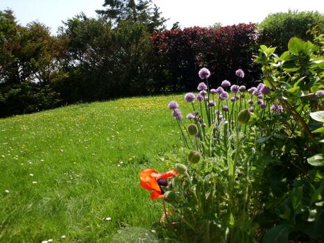 Garten mit Liegewiese