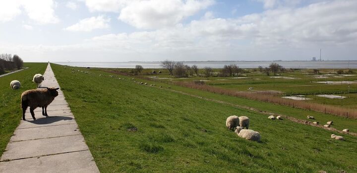 Deich mit Schafen im Frühling