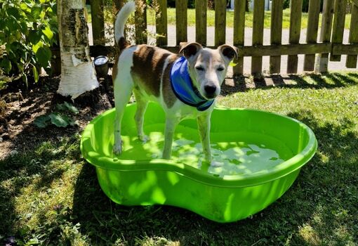 Abkühlung für heiße Pfötchen