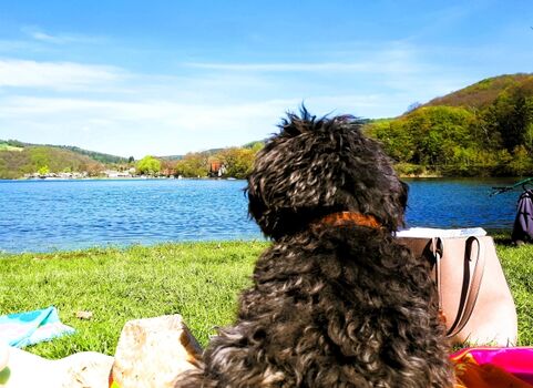 Der bewirteten Hundestrand am Diemelsee