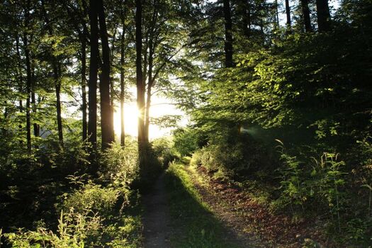 Der Waldweg in direkter Nähe der Häuser am Wald 