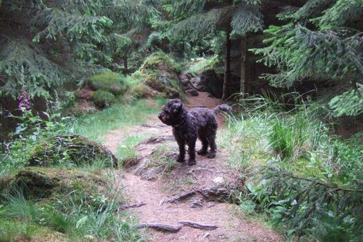 Der Rothaarsteig ganz in der Nähe 