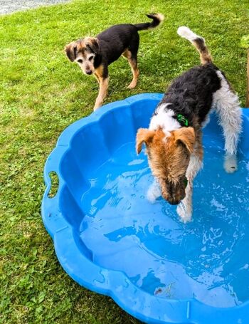 Abkühlung für heiße Pfötchen