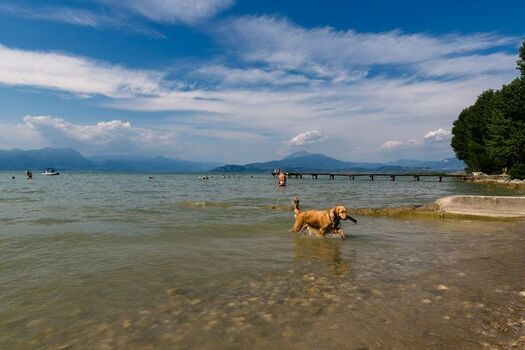 Unsere Hündin Lea genießt das spielen am Wasser