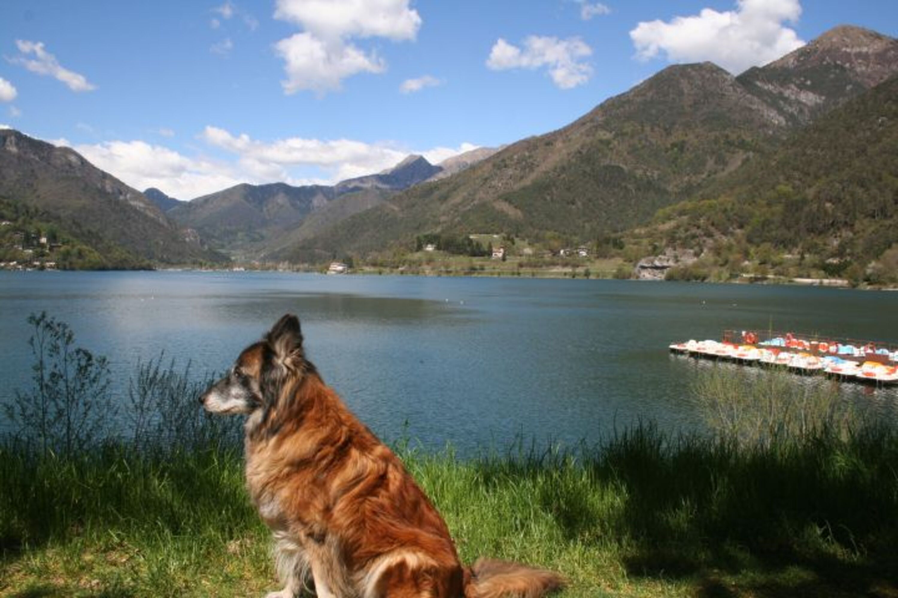 Hunde willkommen
