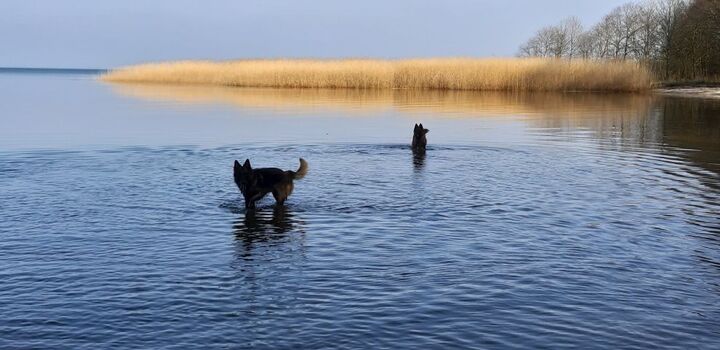 Strand in der Nähe am Stettiner Haff