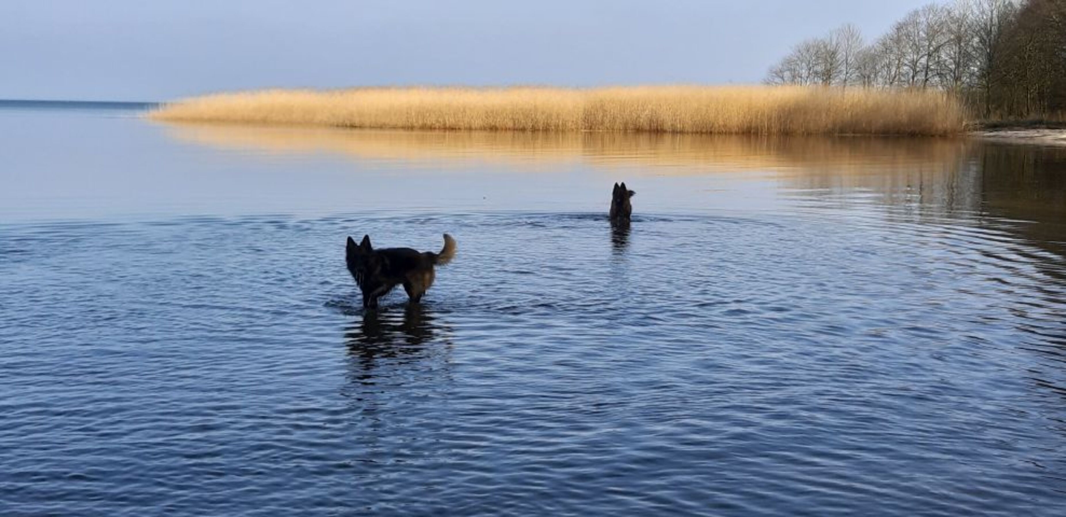 Strand in der Nähe am Stettiner Haff