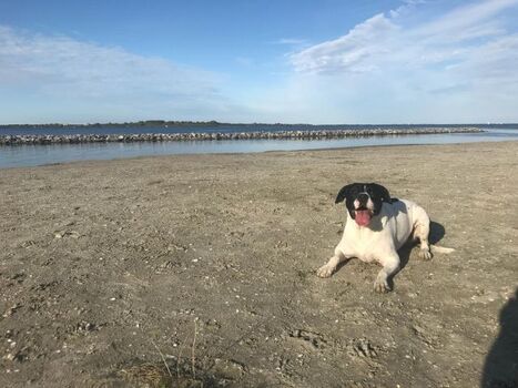 Hundestrand im 200 m
